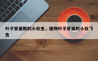 叶子背面爬的小白虫，植物叶子背面的小白飞虫