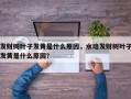 发财树叶子发黄是什么原因，水培发财树叶子发黄是什么原因？