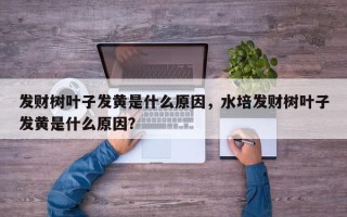 发财树叶子发黄是什么原因，水培发财树叶子发黄是什么原因？