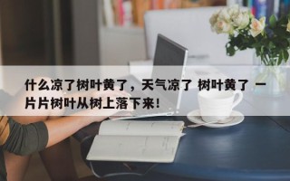 什么凉了树叶黄了，天气凉了 树叶黄了 一片片树叶从树上落下来！