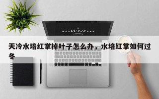 天冷水培红掌掉叶子怎么办，水培红掌如何过冬