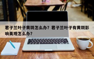 君子兰叶子黄斑怎么办？君子兰叶子有黄斑影响美观怎么办？