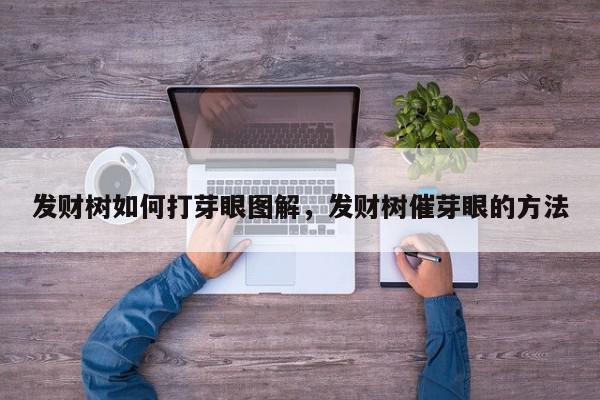 发财树如何打芽眼图解，发财树催芽眼的方法-第1张图片-我家生活百科