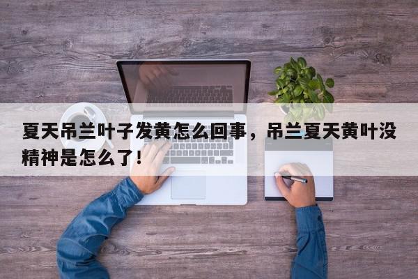 夏天吊兰叶子发黄怎么回事，吊兰夏天黄叶没精神是怎么了！-第1张图片-我家生活百科