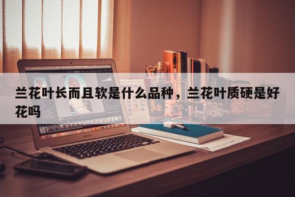 兰花叶长而且软是什么品种，兰花叶质硬是好花吗-第1张图片-我家生活百科