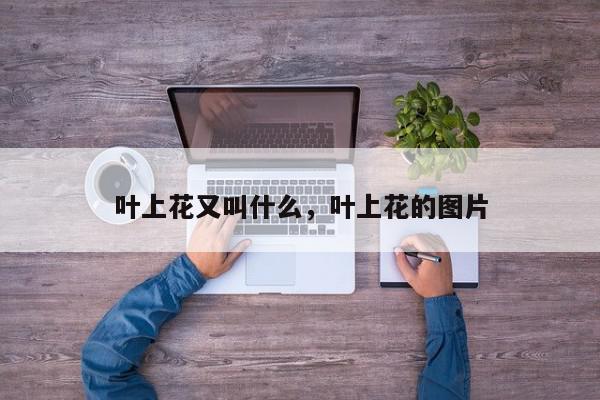 叶上花又叫什么，叶上花的图片-第1张图片-我家生活百科