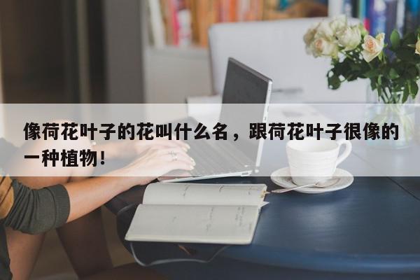像荷花叶子的花叫什么名，跟荷花叶子很像的一种植物！-第1张图片-我家生活百科