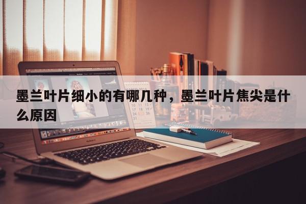 墨兰叶片细小的有哪几种，墨兰叶片焦尖是什么原因-第1张图片-我家生活百科