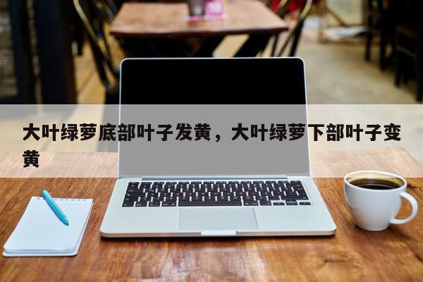 大叶绿萝底部叶子发黄，大叶绿萝下部叶子变黄-第1张图片-我家生活百科