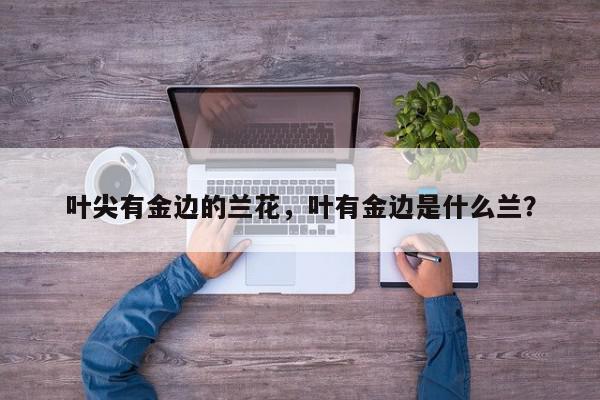 叶尖有金边的兰花，叶有金边是什么兰？-第1张图片-我家生活百科