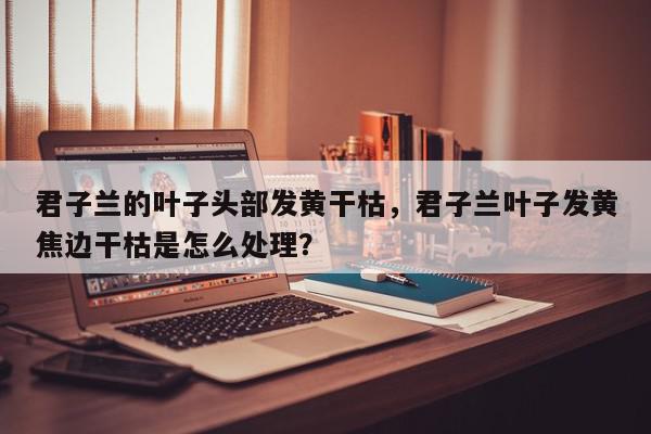 君子兰的叶子头部发黄干枯，君子兰叶子发黄焦边干枯是怎么处理？-第1张图片-我家生活百科