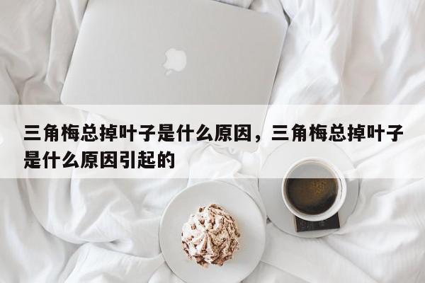 三角梅总掉叶子是什么原因，三角梅总掉叶子是什么原因引起的-第1张图片-我家生活百科