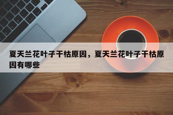 夏天兰花叶子干枯原因，夏天兰花叶子干枯原因有哪些-第1张图片-我家生活百科