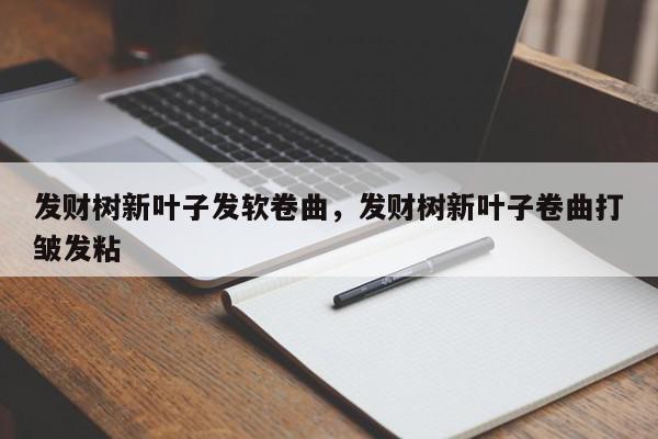 发财树新叶子发软卷曲，发财树新叶子卷曲打皱发粘-第1张图片-我家生活百科