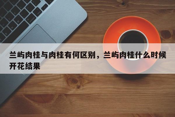 兰屿肉桂与肉桂有何区别，兰屿肉桂什么时候开花结果-第1张图片-我家生活百科