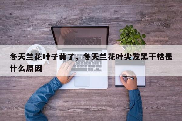 冬天兰花叶子黄了，冬天兰花叶尖发黑干枯是什么原因-第1张图片-我家生活百科