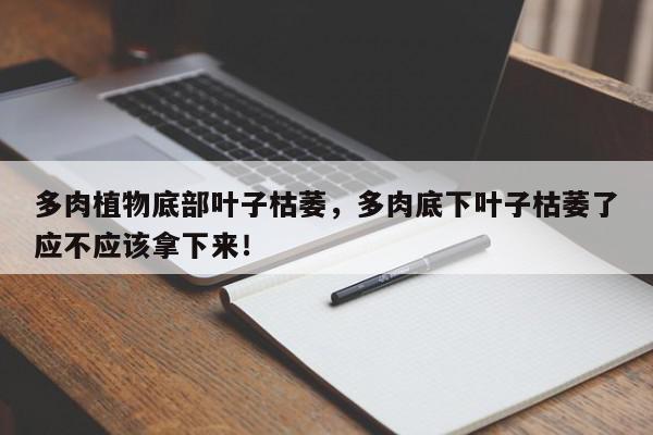 多肉植物底部叶子枯萎，多肉底下叶子枯萎了应不应该拿下来！-第1张图片-我家生活百科