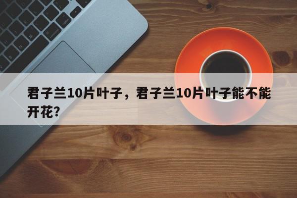君子兰10片叶子，君子兰10片叶子能不能开花？-第1张图片-我家生活百科