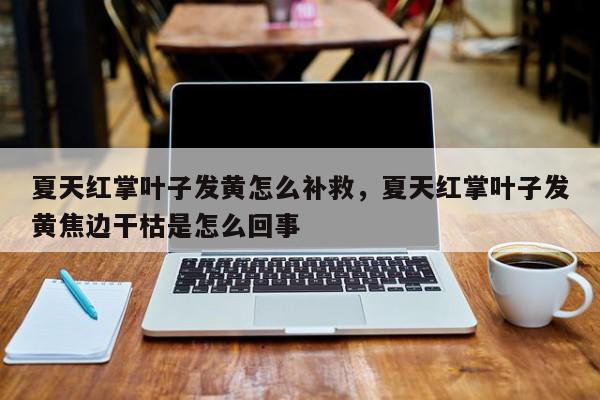 夏天红掌叶子发黄怎么补救，夏天红掌叶子发黄焦边干枯是怎么回事-第1张图片-我家生活百科