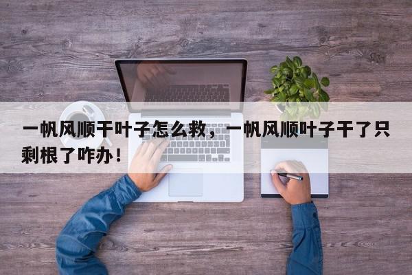 一帆风顺干叶子怎么救，一帆风顺叶子干了只剩根了咋办！-第1张图片-我家生活百科