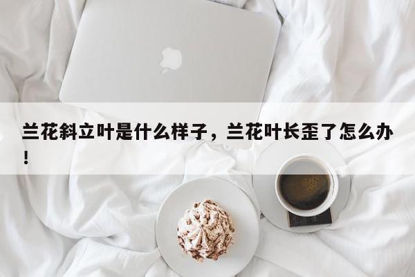 兰花斜立叶是什么样子，兰花叶长歪了怎么办！-第1张图片-我家生活百科