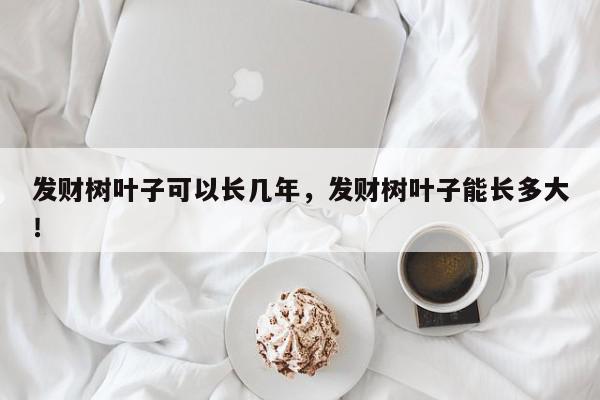 发财树叶子可以长几年，发财树叶子能长多大！-第1张图片-我家生活百科