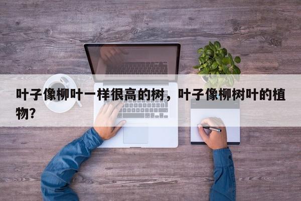 叶子像柳叶一样很高的树，叶子像柳树叶的植物？-第1张图片-我家生活百科