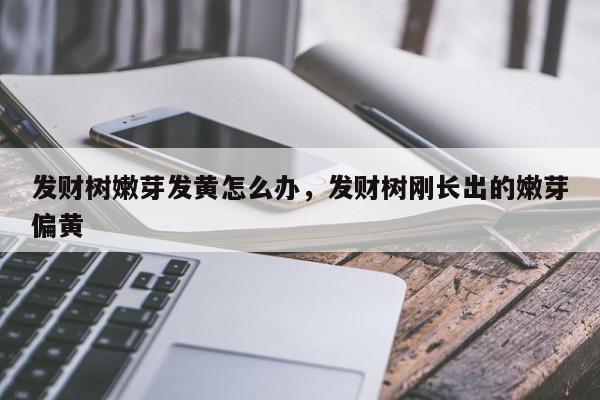 发财树嫩芽发黄怎么办，发财树刚长出的嫩芽偏黄-第1张图片-我家生活百科