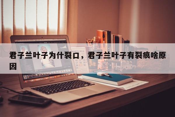 君子兰叶子为什裂口，君子兰叶子有裂痕啥原因-第1张图片-我家生活百科