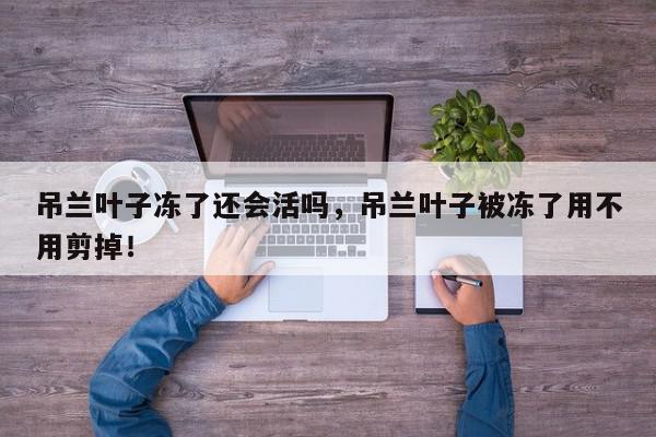 吊兰叶子冻了还会活吗，吊兰叶子被冻了用不用剪掉！-第1张图片-我家生活百科
