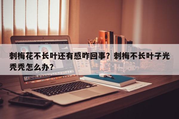 刺梅花不长叶还有感咋回事？刺梅不长叶子光秃秃怎么办？-第1张图片-我家生活百科