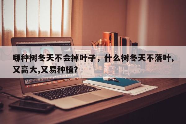 哪种树冬天不会掉叶子，什么树冬天不落叶,又高大,又易种植？-第1张图片-我家生活百科