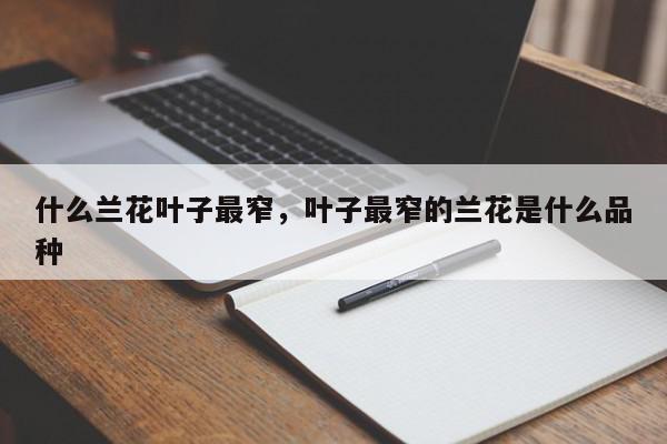什么兰花叶子最窄，叶子最窄的兰花是什么品种-第1张图片-我家生活百科