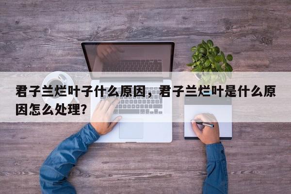 君子兰烂叶子什么原因，君子兰烂叶是什么原因怎么处理？-第1张图片-我家生活百科