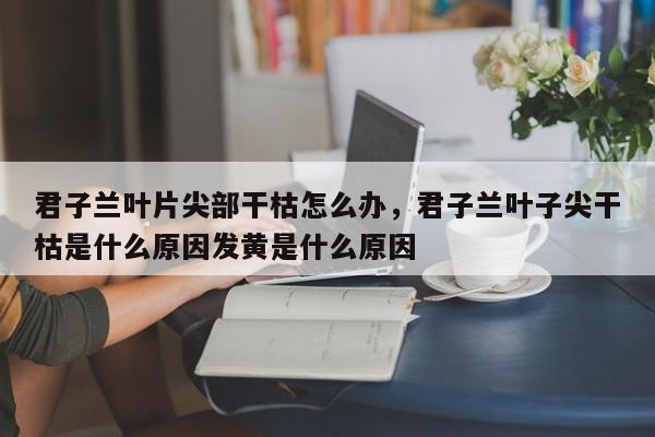 君子兰叶片尖部干枯怎么办，君子兰叶子尖干枯是什么原因发黄是什么原因-第1张图片-我家生活百科