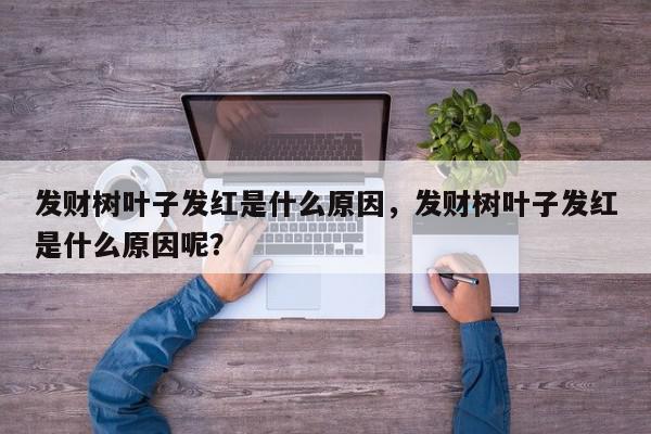 发财树叶子发红是什么原因，发财树叶子发红是什么原因呢？-第1张图片-我家生活百科