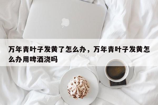 万年青叶子发黄了怎么办，万年青叶子发黄怎么办用啤酒浇吗-第1张图片-我家生活百科