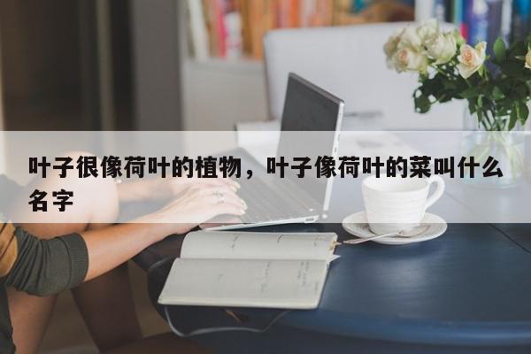 叶子很像荷叶的植物，叶子像荷叶的菜叫什么名字-第1张图片-我家生活百科