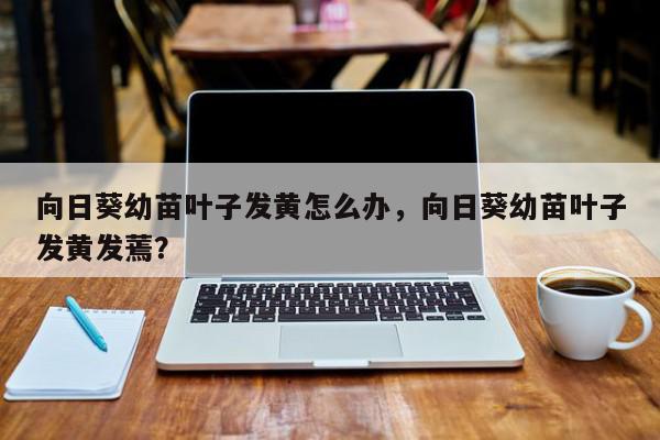向日葵幼苗叶子发黄怎么办，向日葵幼苗叶子发黄发蔫？-第1张图片-我家生活百科