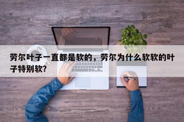 劳尔叶子一直都是软的，劳尔为什么软软的叶子特别软？-第1张图片-我家生活百科