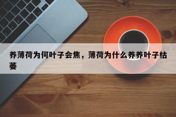 养薄荷为何叶子会焦，薄荷为什么养养叶子枯萎-第1张图片-我家生活百科