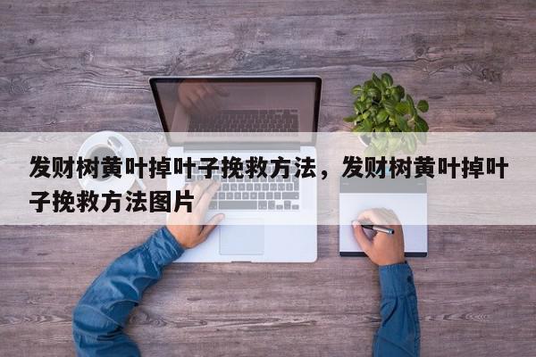 发财树黄叶掉叶子挽救方法，发财树黄叶掉叶子挽救方法图片-第1张图片-我家生活百科