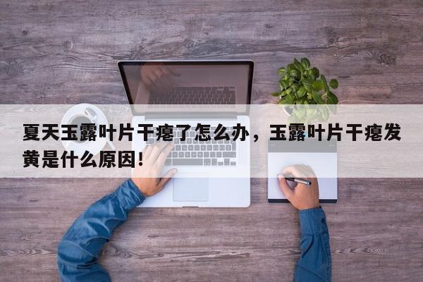 夏天玉露叶片干瘪了怎么办，玉露叶片干瘪发黄是什么原因！-第1张图片-我家生活百科