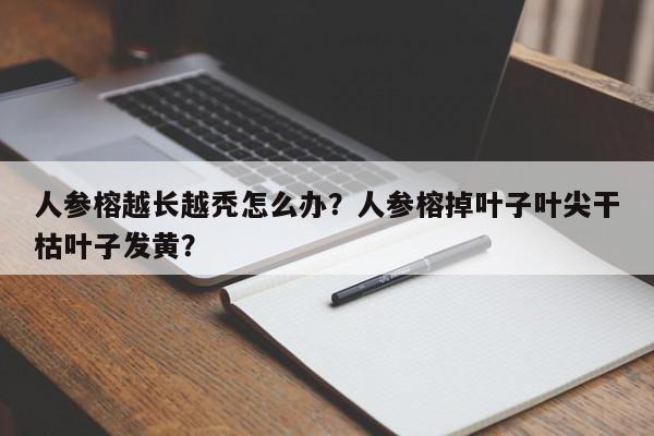 人参榕越长越秃怎么办？人参榕掉叶子叶尖干枯叶子发黄？-第1张图片-我家生活百科