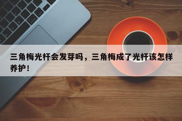 三角梅光杆会发芽吗，三角梅成了光杆该怎样养护！-第1张图片-我家生活百科