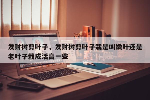 发财树剪叶子，发财树剪叶子栽是叫嫩叶还是老叶子栽成活高一些-第1张图片-我家生活百科