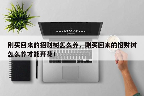 刚买回来的招财树怎么养，刚买回来的招财树怎么养才能开花！-第1张图片-我家生活百科