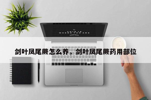 剑叶凤尾蕨怎么养，剑叶凤尾蕨药用部位-第1张图片-我家生活百科