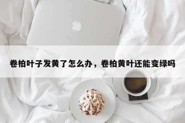 卷柏叶子发黄了怎么办，卷柏黄叶还能变绿吗-第1张图片-我家生活百科