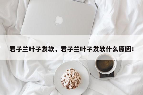 君子兰叶子发软，君子兰叶子发软什么原因！-第1张图片-我家生活百科